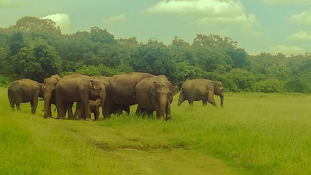 The Green Jungle Dambulla Eksteriør billede
